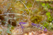 Pederson cleaning shrimp